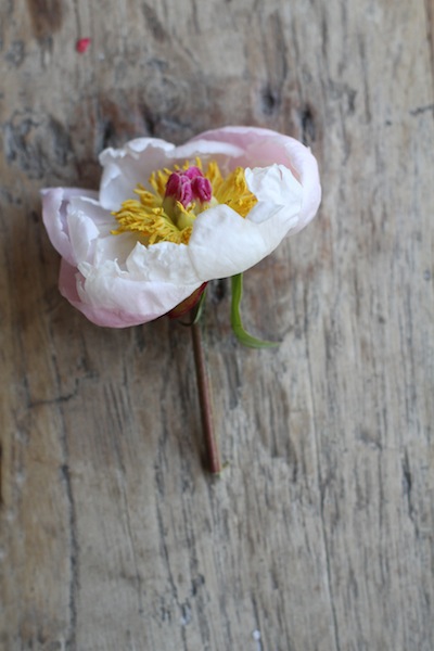 Pink Peony